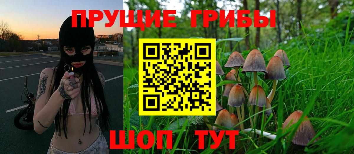 Галлюциногенные грибы Psilocybine cubensis Петрозаводск